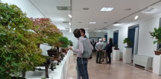 Novena edición de Bienal Bonsái en Burgos, una exposición donde contemplar árboles que pueden datar de los años 60 del siglo XIX.