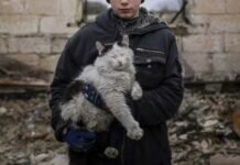 Anna Senik salva a una gata de la guerra en Kyiv, es voluntaria y fotógrafa
