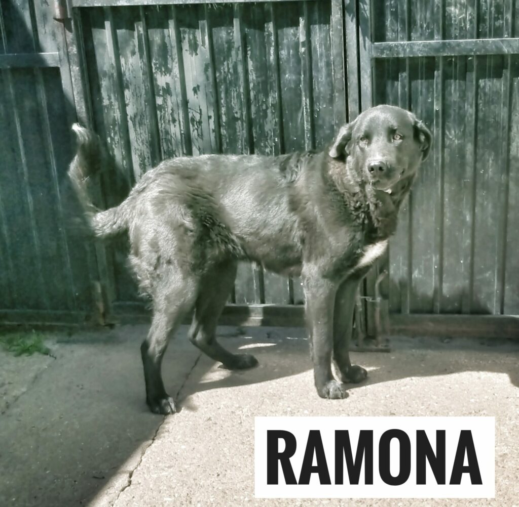 Ramona busca un hogar lleno de amor